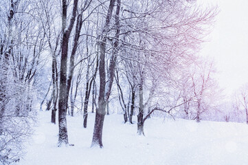 Winter landscape with falling snow - winter wonderland forest with snowfall and sunlight over winter grove. Snowy winter landscape with Christmas and New Year mood