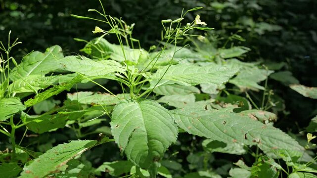 Green bug on impatiens parviflora flower in forest