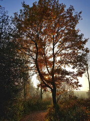 Obraz premium Herbstwald