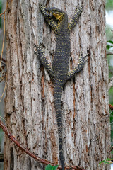 Lace monitor lizard on tree trunk, Australian native reptile goanna, indigenous Aboriginal bush tucker