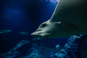 Underwater world. Big fish in the underwater kingdom. Scat. The world under water. Large aquarium. Fish.