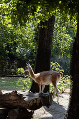A beautiful llama in the middle of a picturesque forest. Fluffy animal in its habitat. An unusual animal on a clear sunny day.