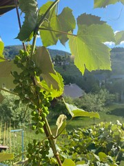 Emerging green grapes in a quaint village, showcasing the early stages of growth and the promise of...