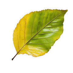 beech leaf png
