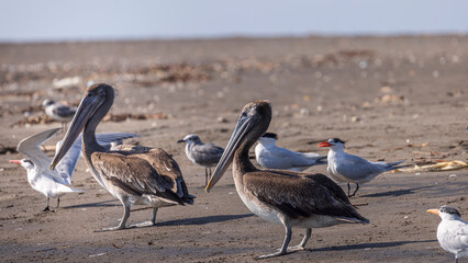 Brown pelican (Pelecanus occidentalis) surrounded by other birds at beach in Las Penitas entrance to Juan Venado island nature reserve in Nicaragua Central America