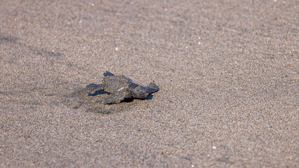 View of newborn baby hawksbill sea turtle (Eretmochelys imbricata) released from turtle shelter at beach in Juan Venado island nature reserve in Nicaragua Central America