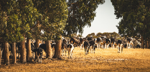 Cattle wandering across a dusty field in Western Australia.