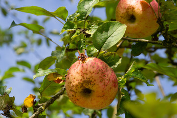 Wasp on an apple