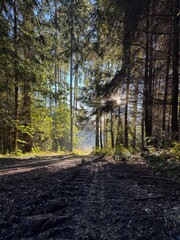 path in autumn forest
