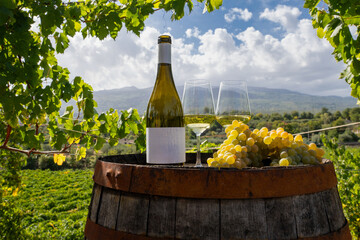 White wine bottle, glasses and grapes on barrel in scenic vineyard: winery landscape tasting