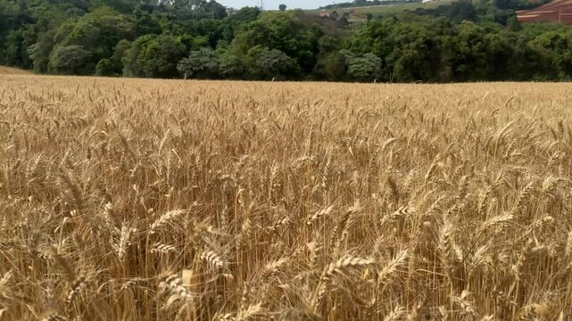 campo lavoura de trigo 