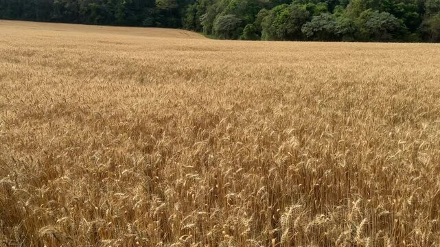 campo lavoura de trigo 