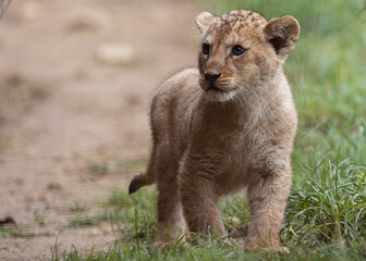 lion cub