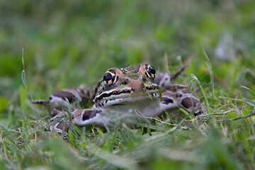 Closeup Of A Leopard Frog At Eye Level