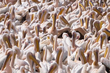 pelican group