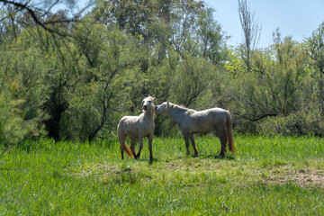 Obraz premium Armonía, paz y mundo animal en equilibrio con la naturaleza 