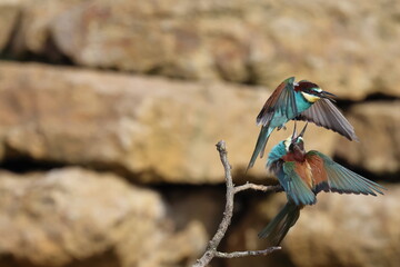 bee eater