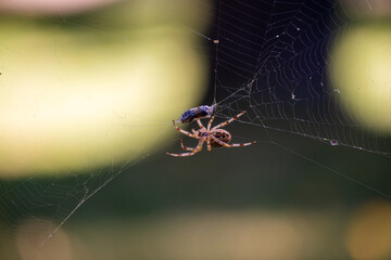 Spider Catching Prey- Capture the moment a spider catches its prey in its web. A spider centered on...