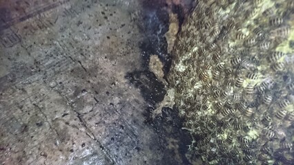 38)Japanese honeybee nest in a grave(Photo taken at 14:29 on May 19, 2015)apis cerana japonica nest in a grave