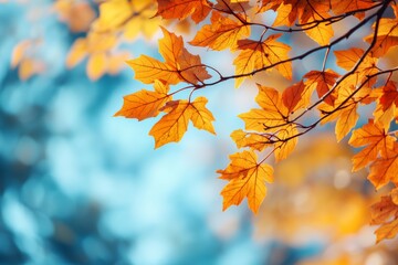 Fototapeta premium Fallen Leaves Season Background