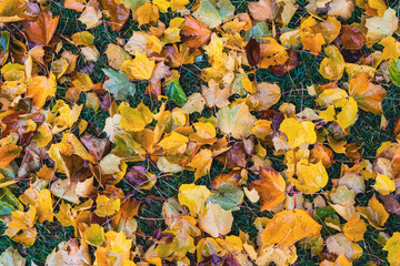 maple leaves on the ground a rainy day in fall