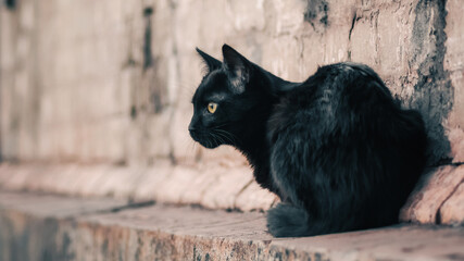 black cat sits near an old house and watches
