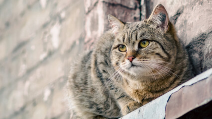 cat sits on the windowsill of an old house and watches
