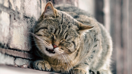 cat sits on the windowsill of an old house and watches