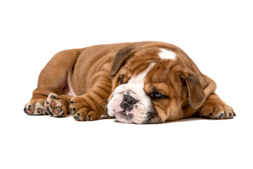 Adorable sleepy brown and white bulldog puppy resting peacefully on a soft white blanket
