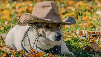 purebred fat dog lying on the yellow autumn leaves fallen, raisi