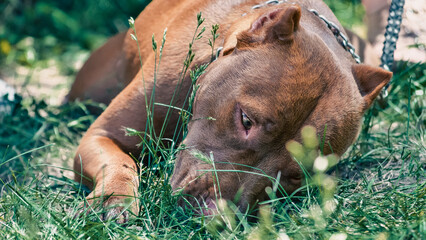 red pit bull with a chain lies in green grass