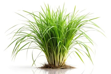 Forced perspective vetiver grass isolated on white background