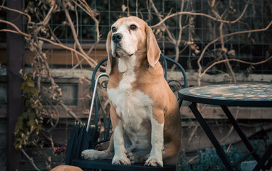 beagle dog sitting on a garden chair next to a round table on the veranda in autumn