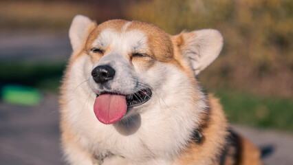 close up portrait of Welsh Corgi Pembroke dog smiling in a park in summer
