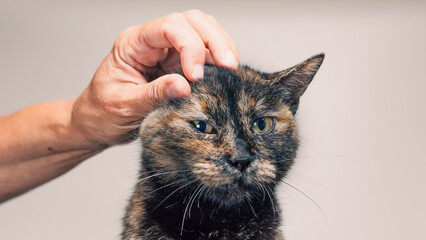 human hand strokes a mongrel mottled cat on a light background