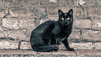 black cat sits near an old house and watches