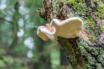 Birkenporling im Wäldchen