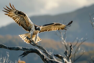Majestic raptor landing on a leafless tree