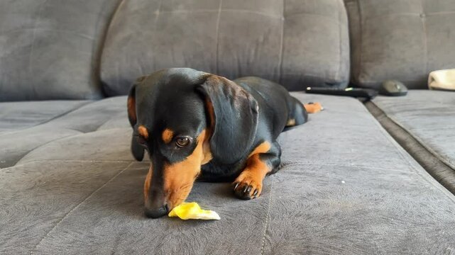 cachorro comendo petisco 
