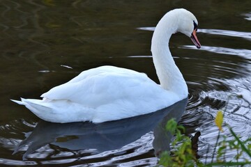 Weißer Stolzer Schwan im Wasser