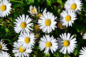 G&auml;nsebl&uuml;mchen (Nahaufnahme)