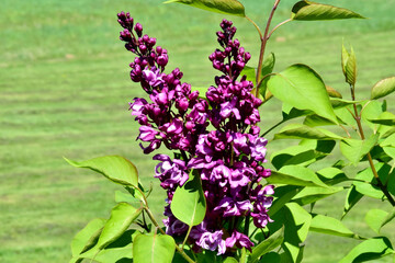 Lila Flieder im Fr&uuml;hling (Nahaufnahme)