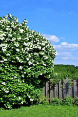 Ein bl&uuml;hender Schneeballstrauch im Fr&uuml;hling