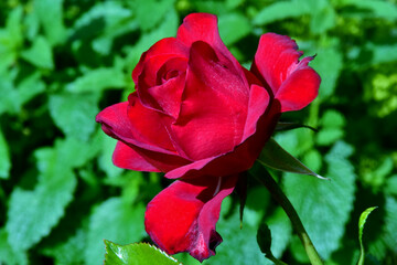 Ein rote Rose (Nahaufnahme)