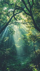 Fototapeta premium A serene forest scene with sunlight filtering through the trees, creating a tranquil and peaceful atmosphere in nature.