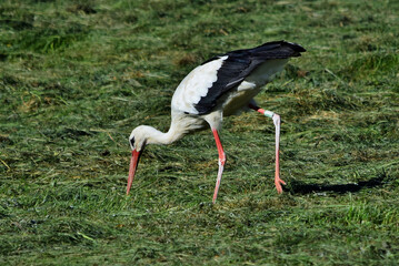 Der Wei&szlig;storch sucht in einer frisch gem&auml;hten Wiese nach Nahrung (Nahaufnahme)