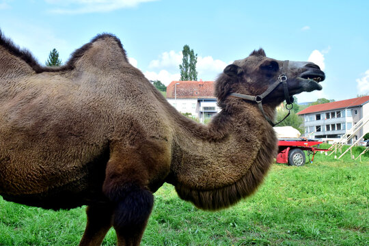 Ein Trampeltier in Nahaufnahme in einer Wohngegend