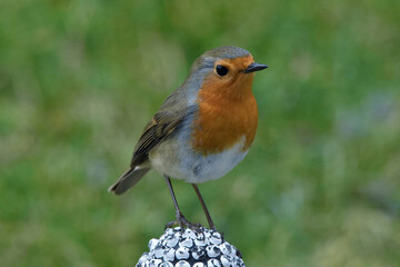 Ein Rotkehlchen in Gro&szlig;aufnahme