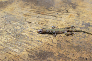 Dead house lizard lying on the sidewalk