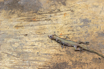Dead house lizard lying on the sidewalk